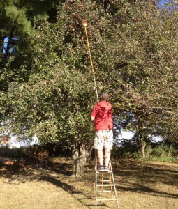 Jim on a ladder picking apples with a hoe used as the extender so we could reach way up high. 